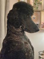 GERESERVEERD, Dieren en Toebehoren, Honden | Chihuahua's en Gezelschapshonden, Poedel, Reu, Eén hond, 3 tot 5 jaar