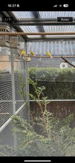 Raza kanaries, Dieren en Toebehoren, Vogels | Kanaries, Meerdere dieren, Kleurkanarie
