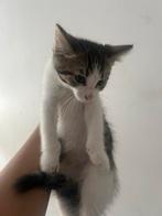 Kitten te koop mag dit weekend opgehaald worden, Poes