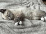 Super lieve kitten, Dieren en Toebehoren, Katten en Kittens | Raskatten | Langhaar, Kater, Ontwormd, 0 tot 2 jaar