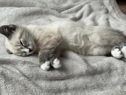 Super lieve kitten, Dieren en Toebehoren, Katten en Kittens | Raskatten | Langhaar, Kater, 0 tot 2 jaar, Ontwormd