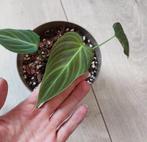 Philodendron Splendid, Ophalen, Overige soorten, Minder dan 100 cm