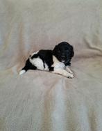 friese stabij pup raszuiver (alleen nog een reutje puppy), Dieren en Toebehoren, Honden | Retrievers, Spaniëls en Waterhonden