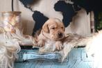labrador puppys blond/foxred, CDV (hondenziekte), 8 tot 15 weken, Labrador retriever, Meerdere