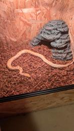 Python bivittatus 75% progschai albino 1,0, Dieren en Toebehoren, Reptielen en Amfibieën, Slang