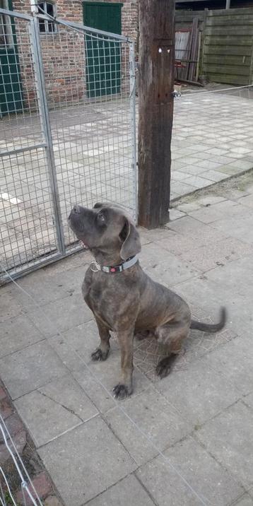 Cane Corso dekreu.