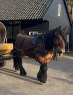 Trekpaard enkelspan tuig, Dieren en Toebehoren, Paarden en Pony's | Hoofdstellen en Tuigage, Ophalen, Gebruikt, Overige soorten