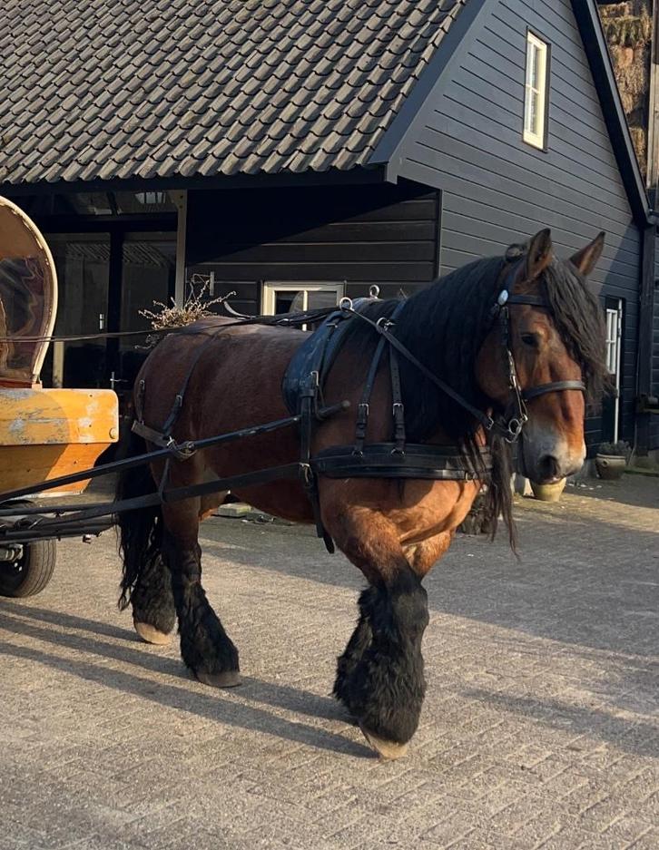 Trekpaard enkelspan tuig, Dieren en Toebehoren, Paarden en Pony's | Hoofdstellen en Tuigage, Gebruikt, Overige soorten, Ophalen