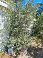 Olijfboom te koop ivm tuin renovatie, Tuin en Terras, Planten | Bomen, Ophalen, Olijfboom, 250 tot 400 cm