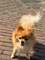 Originele Pomeriaan, Dieren en Toebehoren, Particulier, Rabiës (hondsdolheid), Overige rassen, 1 tot 2 jaar