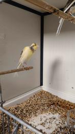 Belgische postuur kanarie's, Meerdere dieren