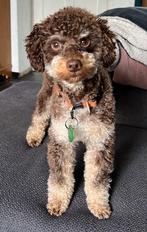 Dekreu Dwergpoedel Brown Tri, Dieren en Toebehoren, Reu, Eén hond, 3 tot 5 jaar, Nederland