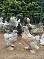 Prachtige raszuivere Brahma hanen te koop., Dieren en Toebehoren, Pluimvee, Mannelijk, Kip