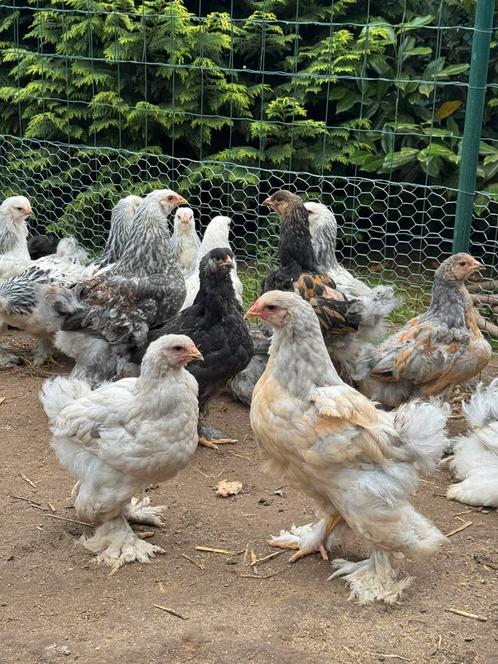 Prachtige raszuivere Brahma hanen te koop., Dieren en Toebehoren, Pluimvee, Kip, Mannelijk
