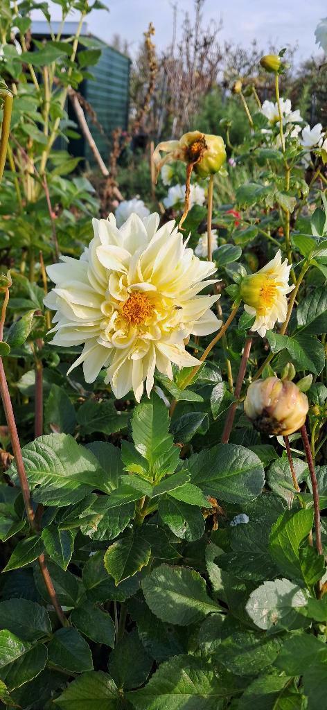 Prachtige partij dahlia knollen, Tuin en Terras, Bloembollen en Zaden, Knol, Voorjaar, Volle zon, Ophalen of Verzenden