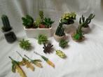 Kunst vetplantjes / cactus / ook los te koop, Huis en Inrichting, Woonaccessoires | Kunstplanten en Kunstbloemen, Binnen, Gebruikt