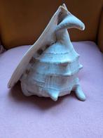 Grote Schelp -  cassis cornuta 24cm izgs, Ophalen of Verzenden, Schelp(en)