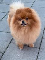 Pomeriaan dekreu fci stamboom & getest, Dieren en Toebehoren, Honden | Dekreuen, Rabiës (hondsdolheid), Reu, Eén hond, 3 tot 5 jaar