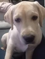 Te koop labrador van 1 jaar, Dieren en Toebehoren, Honden | Retrievers, Spaniëls en Waterhonden, Rabiës (hondsdolheid), 1 tot 2 jaar