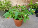 Begonia sutherlandii, Ophalen, Zomer, Overige soorten, Volle zon