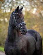 Drachtige Friese kroon merrie, Dieren en Toebehoren, Paarden, Merrie, Gechipt, Dressuurpaard, 11 jaar of ouder