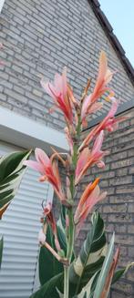 Canna Stuttgart bollen, Ophalen of Verzenden, Voorjaar, Volle zon, Wortelstok