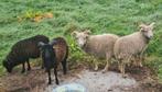 Gezocht dekram Ouesant schaap., Mannelijk, Schaap