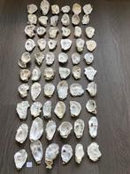 Oesterschelpen, Ophalen of Verzenden, Schelp(en)