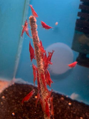 Mooie rode jonge neocaridina garnalen  beschikbaar voor biedingen