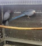 Kweekkoppel halsbandparkieten opaline butterkop, Dieren en Toebehoren, Vogels | Parkieten en Papegaaien, Meerdere dieren, Parkiet
