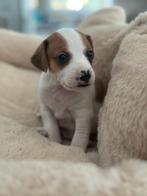 Sting, reutje 2 mnd oud verblijft op cyprus, Nederland, 8 tot 15 weken, Parvo, Eén hond