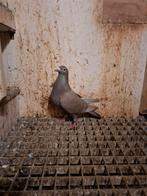 Kleurpostduif bruin spread, Dieren en Toebehoren, Mannelijk, Postduif