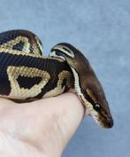1.0 Bongo YB het. Clown python regius, Slang, Tam, 0 tot 2 jaar