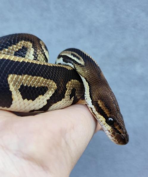 1.0 Bongo YB het. Clown python regius, Dieren en Toebehoren, Reptielen en Amfibieën, Slang, 0 tot 2 jaar, Tam