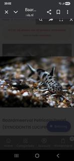 Synodontis lucipinnis 3cm, Dieren en Toebehoren, Vissen | Aquariumvissen, Vis