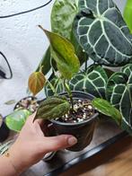 Philodendron Micans, Huis en Inrichting, Kamerplanten, Ophalen of Verzenden, Halfschaduw, Minder dan 100 cm
