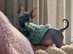 American Hairless Terriër reu / Amerikaanse Naakthond, Dieren en Toebehoren, CDV (hondenziekte), 8 tot 15 weken, Eén hond, Nederland