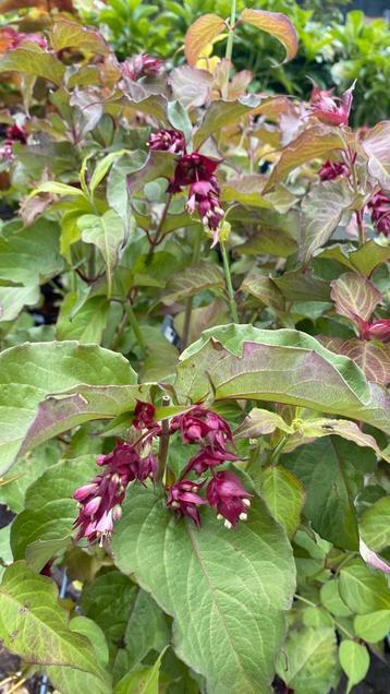 Grootmoeders oorbel leycestra purple rain beschikbaar voor biedingen