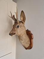Zeer mooie ree uit de Atlantische Pyreneeën, Verzamelen, Dierenverzamelingen, Ophalen of Verzenden, Zo goed als nieuw, Hert