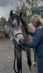 Arabische volbloeds/ Arabier, Dieren en Toebehoren, Merrie, Minder dan 160 cm, Gechipt, Niet van toepassing