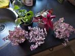 kamerplanten, Ophalen, Halfschaduw, Minder dan 100 cm