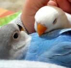 Lovebird agapornis roseicolli handtam baby, Dieren en Toebehoren, Dwergpapegaai of Agapornis, Tam