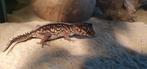 Madagascar grootkopgekko koppel (Paroedura picta), Hagedis