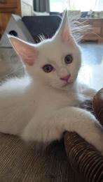 Heel mooi wit mainecoon katertje met een heel lief karakter, Dieren en Toebehoren, Kater, Gechipt, 0 tot 2 jaar