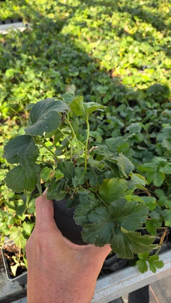 Waldsteinia Ternata bodembedekker vaste plant 9cm, Tuin en Terras, Planten | Tuinplanten, Ophalen of Verzenden