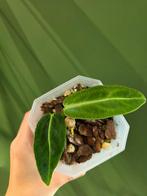 Anthurium Warocqueanum buttcuts + wetsticks, Huis en Inrichting, Ophalen of Verzenden, Halfschaduw, Minder dan 100 cm
