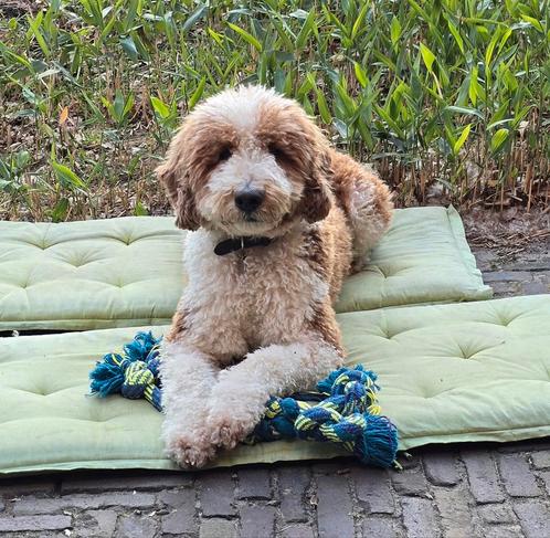 Labradoodle zoekt 1 week per maand een fijne plek (TWENTE), Dieren en Toebehoren, Honden | Retrievers, Spaniëls en Waterhonden