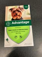 Advantage vlooiendruppels kleine hond 4 pipet, Dieren en Toebehoren, Honden-accessoires, Ophalen of Verzenden, Nieuw