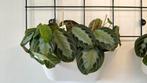 Maranta Silver band. 2 potjes met planten. Gaan samen weg., Ophalen, Overige soorten, Minder dan 100 cm