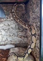 Koningspython + toebehoren, Dieren en Toebehoren, Reptielen en Amfibieën, Slang, Met terrarium, 7 tot 10 jaar